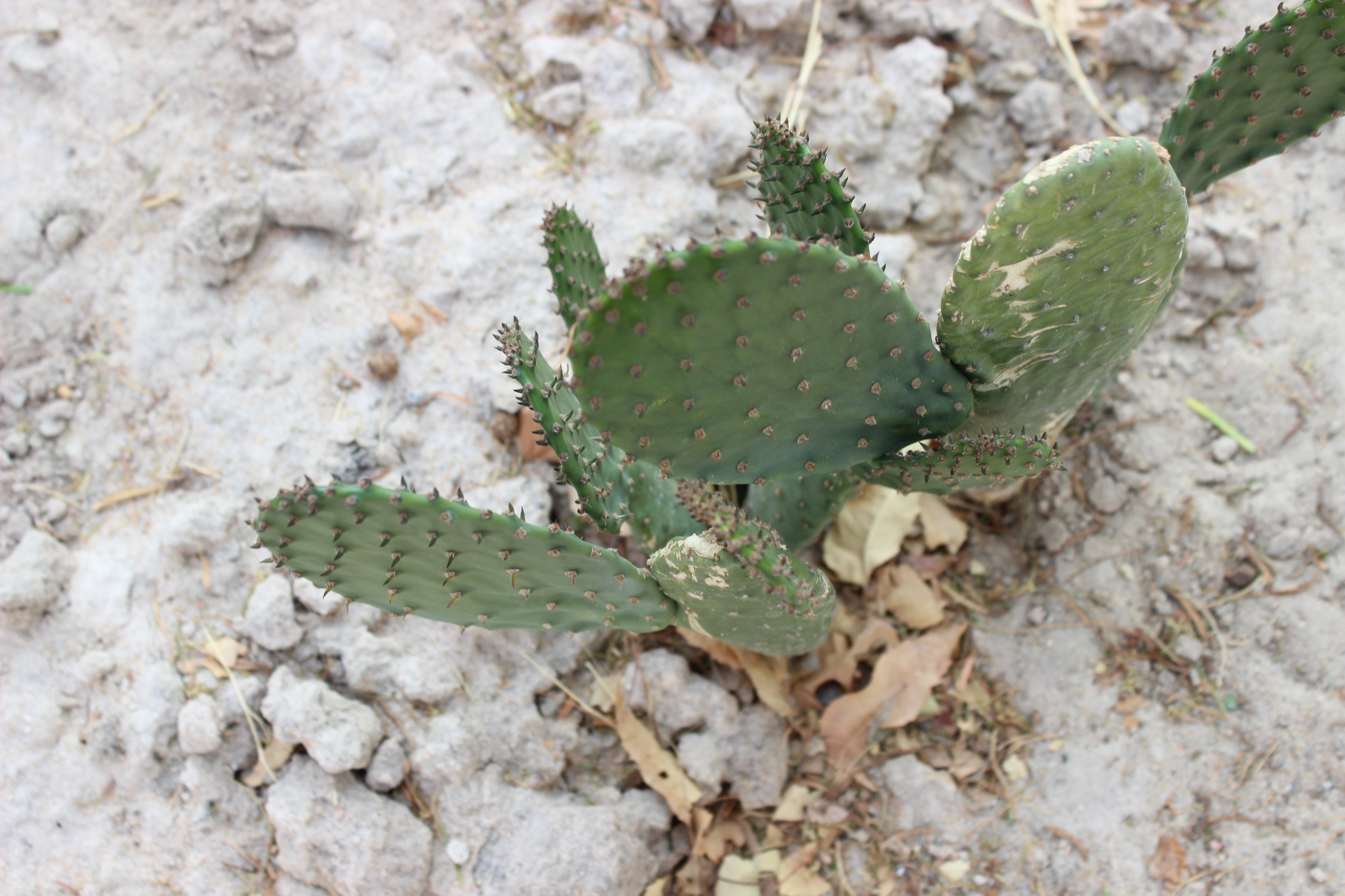 Prickly Pear Cactus