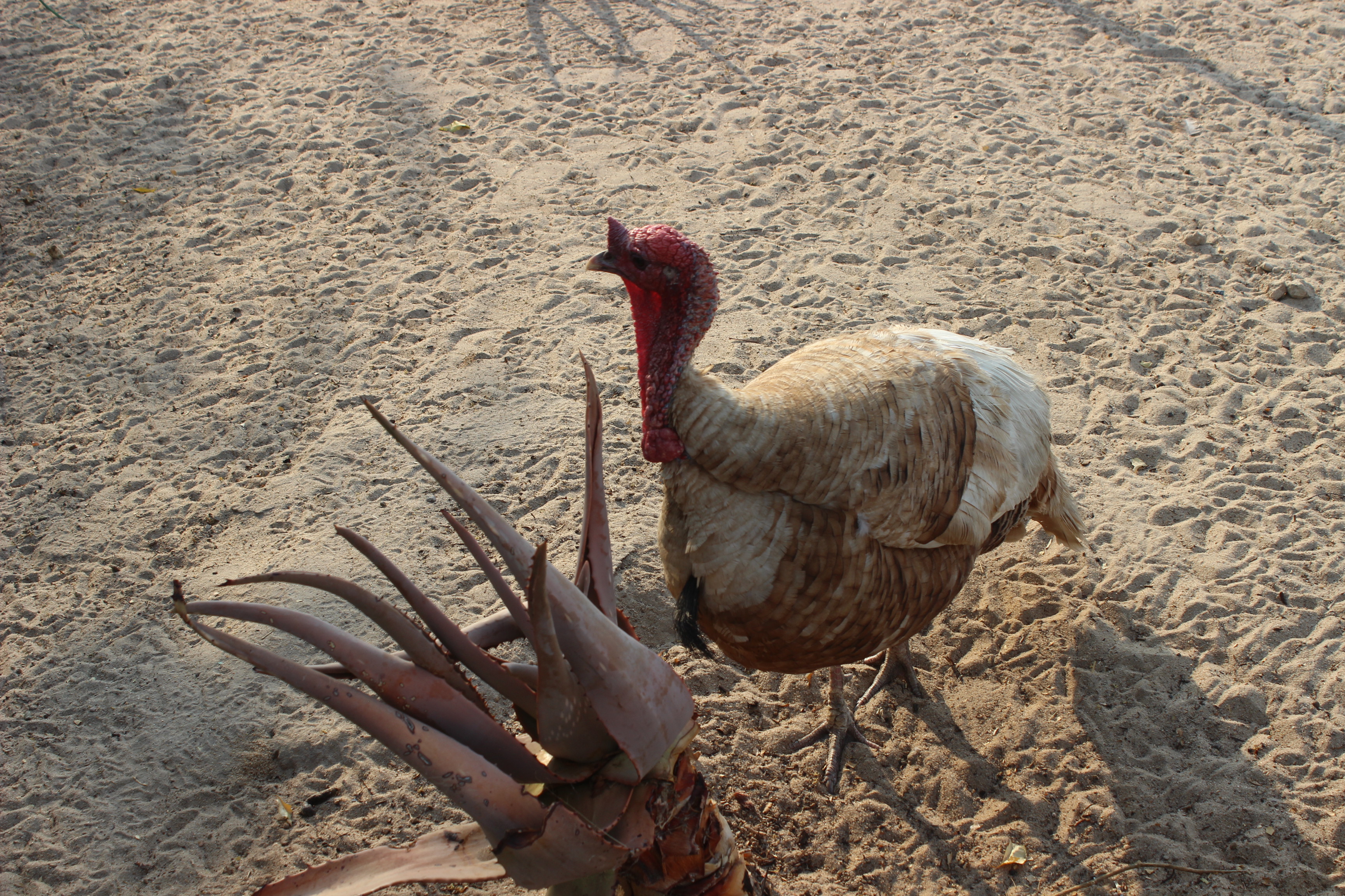 Farm Turkey with Aloe