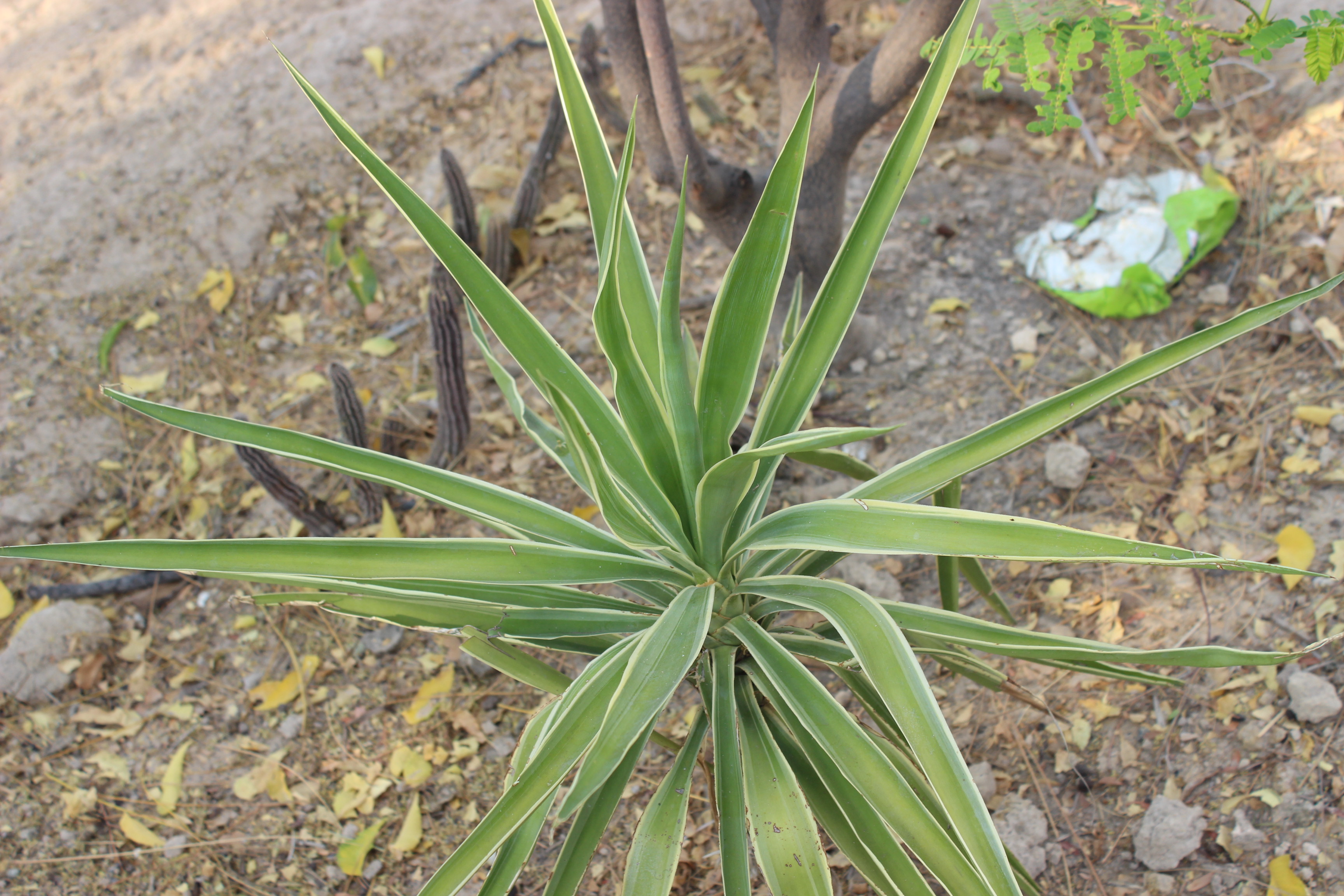 Yucca Plant